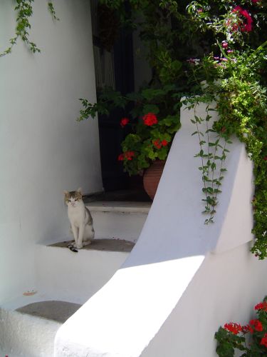 Naxos, Hellas
Bilder fra den greske øya Naxos
Keywords: Naxos;Greece;Hellas;Kykladene