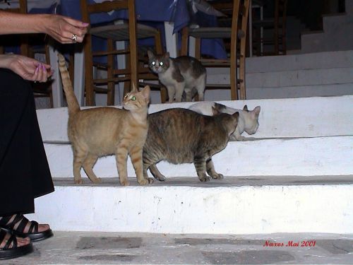 Naxos, Hellas
Bilder fra den greske øya Naxos
Keywords: Naxos;Greece;Hellas;Kykladene
