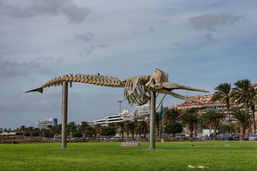 Fuerteventura
Bilder fra fuerteventura
Keywords: Fuerteventure;Canary;Spain;Spania