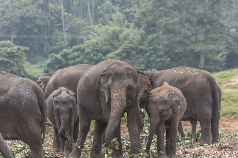 Pinnawala
Pinnawala er en landsby i Kegalle-distriktet på Sri Lanka og ligger rundt 90 km fra hovedstaden Colombo.
Keywords: Pinnawala;Sri Lanka;Ceylon;Asia