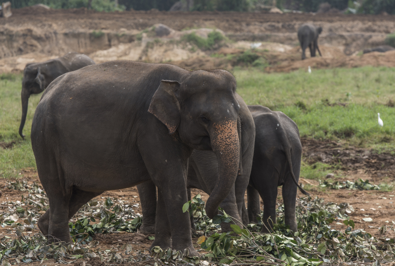 Pinnawala
Pinnawala er en landsby i Kegalle-distriktet på Sri Lanka og ligger rundt 90 km fra hovedstaden Colombo.
Keywords: Pinnawala;Sri Lanka;Ceylon;Asia