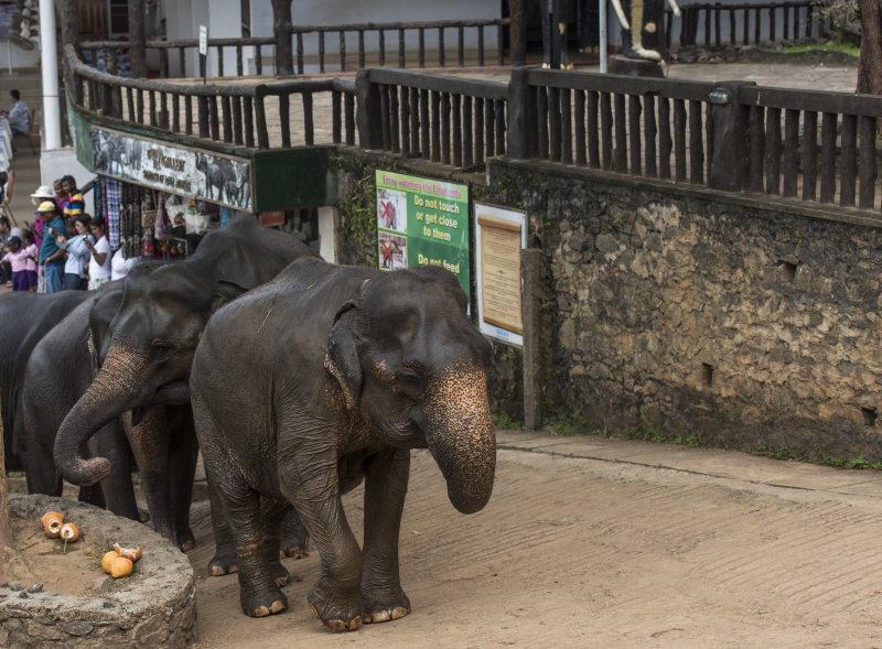 Pinnawala
Pinnawala er en landsby i Kegalle-distriktet på Sri Lanka og ligger rundt 90 km fra hovedstaden Colombo.
Keywords: Pinnawala;Sri Lanka;Ceylon;Asia