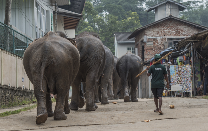 Pinnawala
Pinnawala er en landsby i Kegalle-distriktet på Sri Lanka og ligger rundt 90 km fra hovedstaden Colombo.
Keywords: Pinnawala;Sri Lanka;Ceylon;Asia