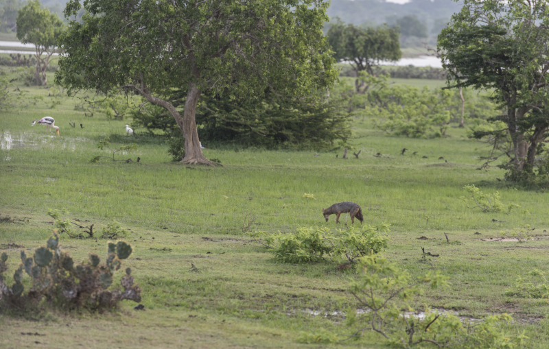 Yala National Park
Keywords: Yala;National;Park;Sri Lanka;Ceylon;Asia