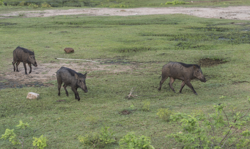 Yala National Park
Keywords: Yala;National;Park;Sri Lanka;Ceylon;Asia