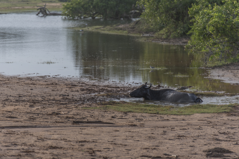 Yala National Park
Keywords: Yala;National;Park;Sri Lanka;Ceylon;Asia