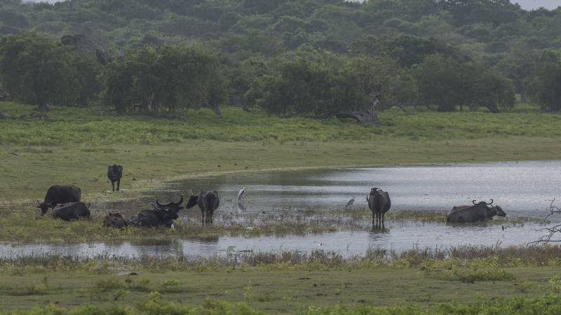 Yala National Park
Keywords: Yala;National;Park;Sri Lanka;Ceylon;Asia
