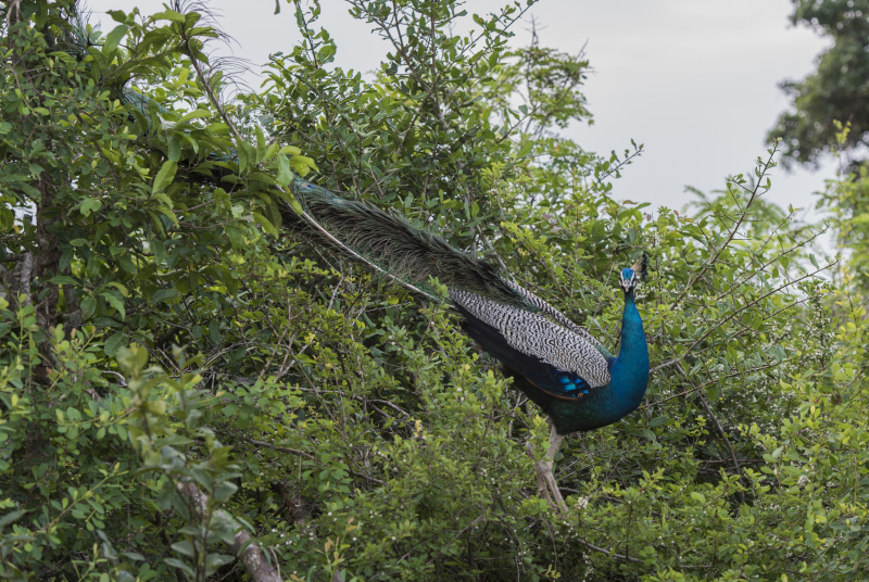 Yala National Park
Keywords: Yala;National;Park;Sri Lanka;Ceylon;Asia