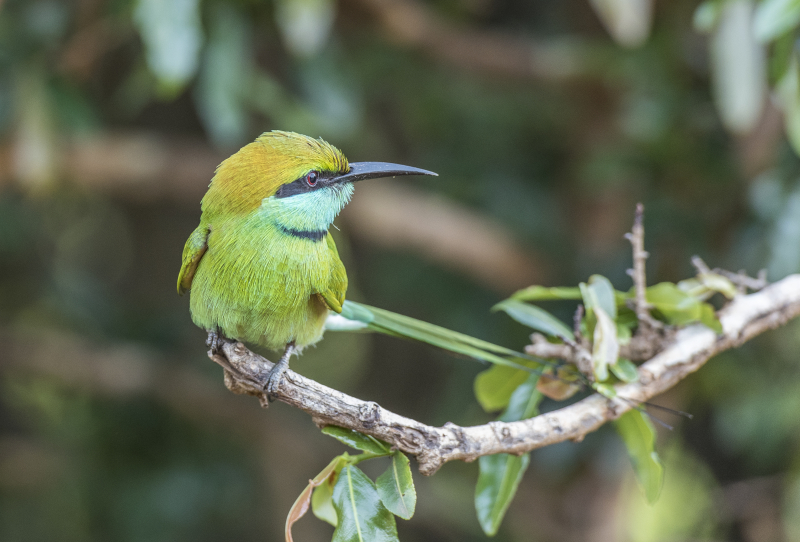 Yala National Park
Keywords: Yala;National;Park;Sri Lanka;Ceylon;Asia