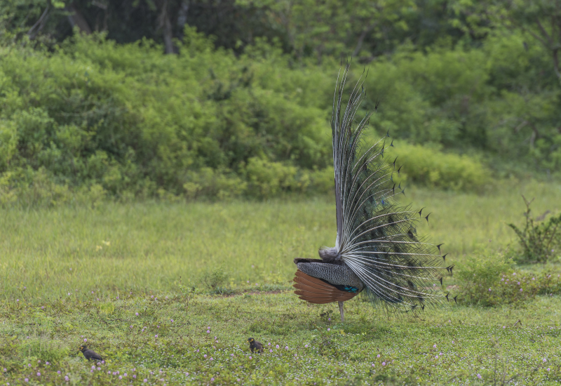 Yala National Park
Keywords: Yala;National;Park;Sri Lanka;Ceylon;Asia