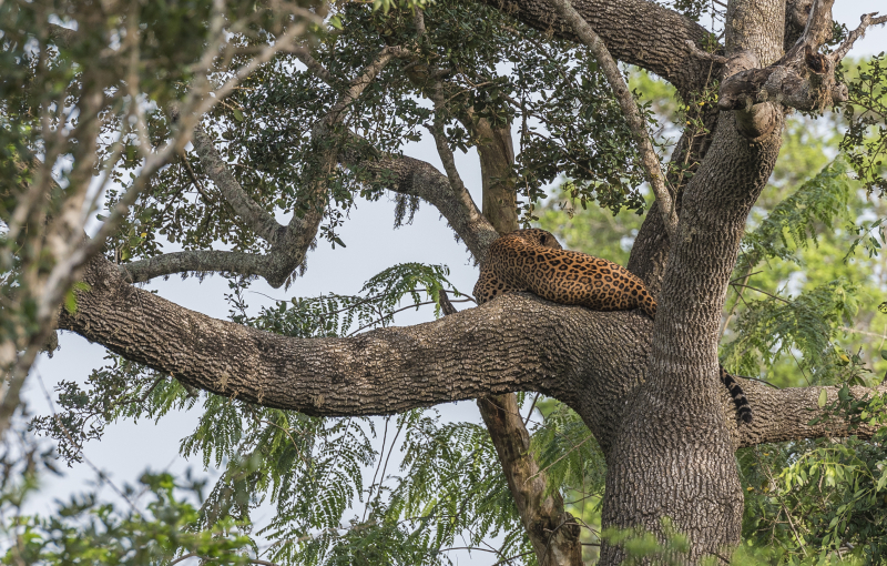 Yala National Park
Keywords: Yala;National;Park;Sri Lanka;Ceylon;Asia