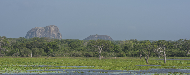 Yala National Park
Keywords: Yala;National;Park;Sri Lanka;Ceylon;Asia