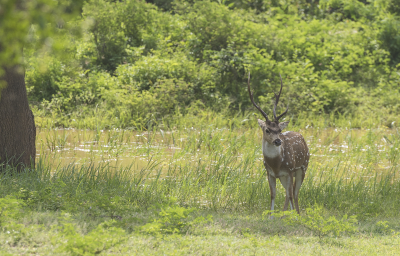 Yala National Park
Keywords: Yala;National;Park;Sri Lanka;Ceylon;Asia