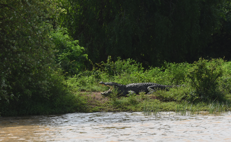Yala National Park
Keywords: Yala;National;Park;Sri Lanka;Ceylon;Asia