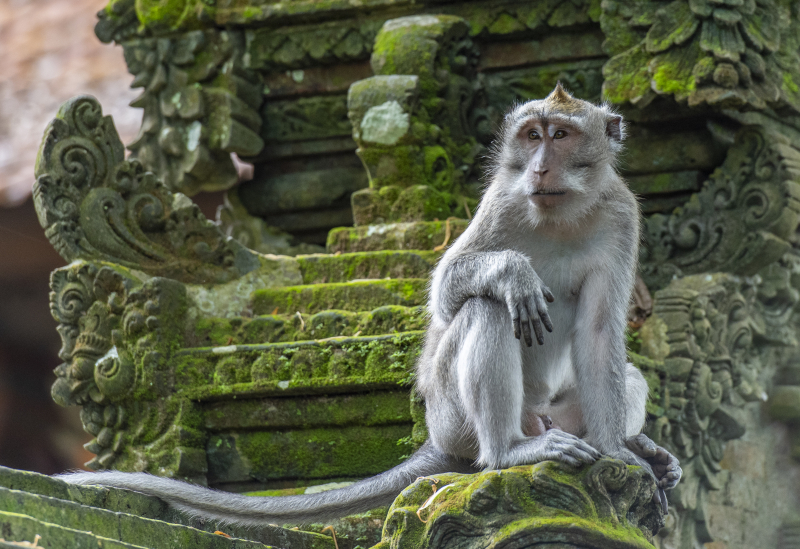 Ubud, Bali
Fra Monkey Forest. Er du redd for apekatter så er ikke dette plassen for deg. Her får du dem plutselig opp i håret for å plukke lus fra deg.
Keywords: Ubud;Indonesia;Bali;Asia