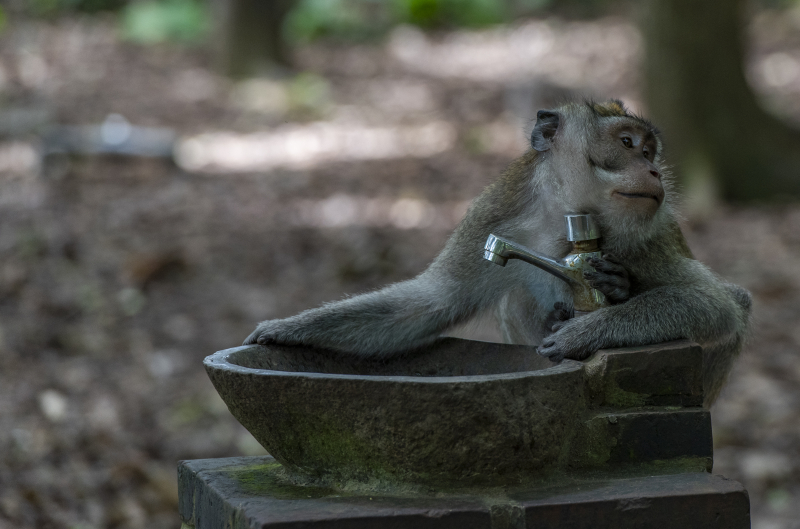 Ubud, Bali
Fra Monkey Forest. Er du redd for apekatter så er ikke dette plassen for deg. Her får du dem plutselig opp i håret for å plukke lus fra deg.
Keywords: Ubud;Indonesia;Bali;Asia