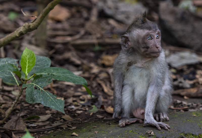 Ubud, Bali
Fra Monkey Forest. Er du redd for apekatter så er ikke dette plassen for deg. Her får du dem plutselig opp i håret for å plukke lus fra deg.
Keywords: Ubud;Indonesia;Bali;Asia
