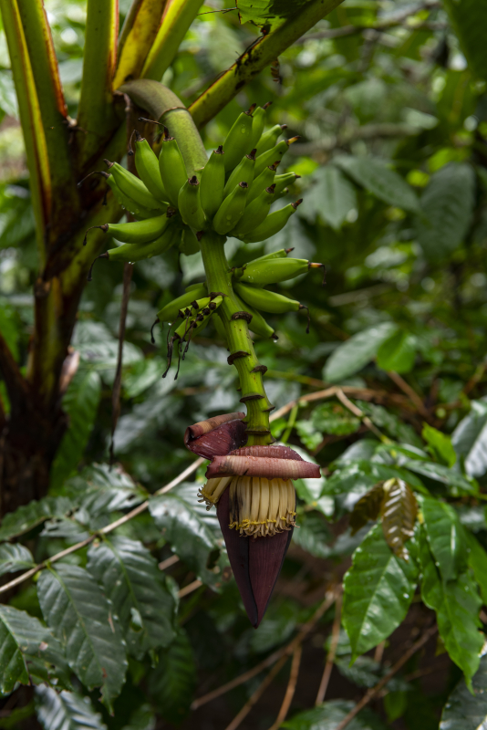 Ubud, Bali
Keywords: Ubud;Indonesia;Bali;Asia