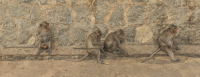 Filename=DSC_1948.jpg
Filesize=10427KiB
Dimensions=5982x2317
Date added=Dec 23, 2022 DSC_1948.jpg