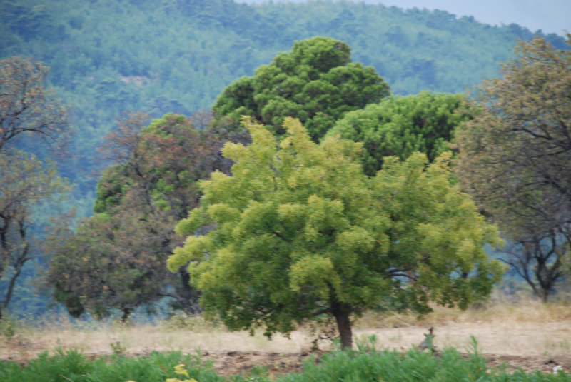 Skiathos
Keywords: Skiathos;Sporadene;Sporades;Greece;Hellas;Grekenland