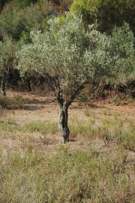 Skiathos
Keywords: Skiathos;Sporadene;Sporades;Greece;Hellas;Grekenland