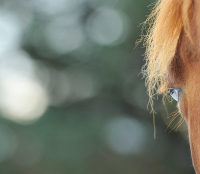 Filename=hest.jpg
Filesize=217KiB
Dimensions=1050x915
Date added=Feb 07, 2023 hest.jpg