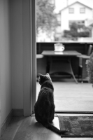 Filename=katten.jpg
Filesize=218KiB
Dimensions=699x1050
Date added=Feb 07, 2023 katten.jpg